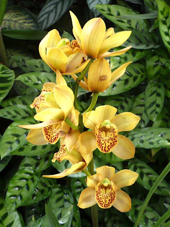 Orchids in Jardín Botánico, photo by SajoR