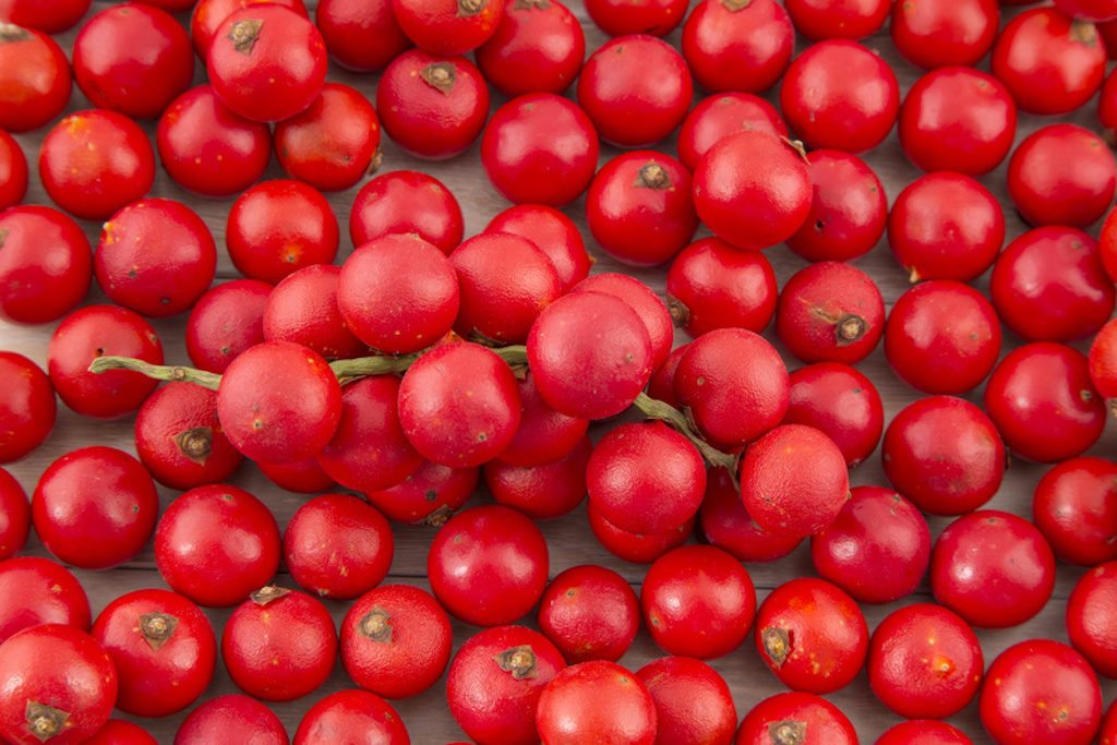 Corozo