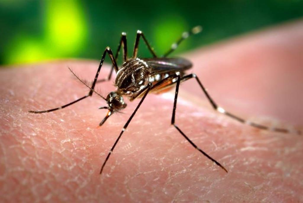 Aedes aegypti mosquito, photo by CDC