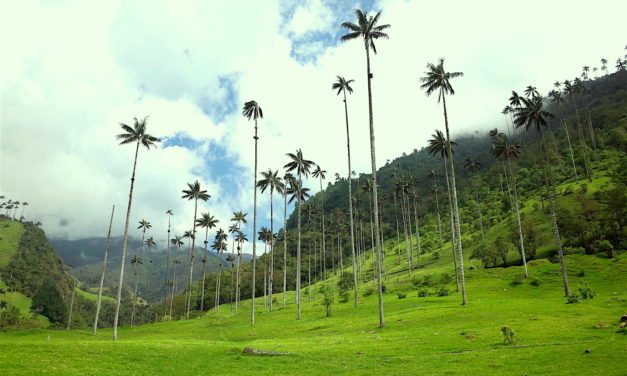 Guide to Hiking the Spectacular Cocora Valley in Colombia
