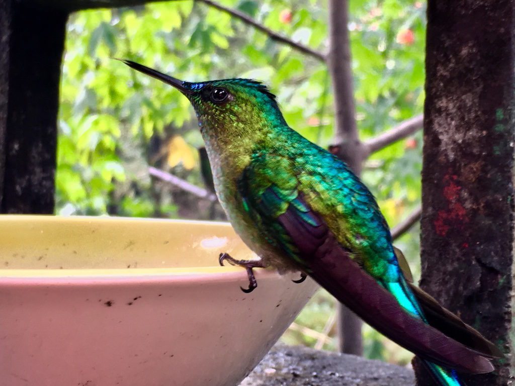  The hummingbird’s at the Acaime Sanctuary are accustomed to close interaction with humans
