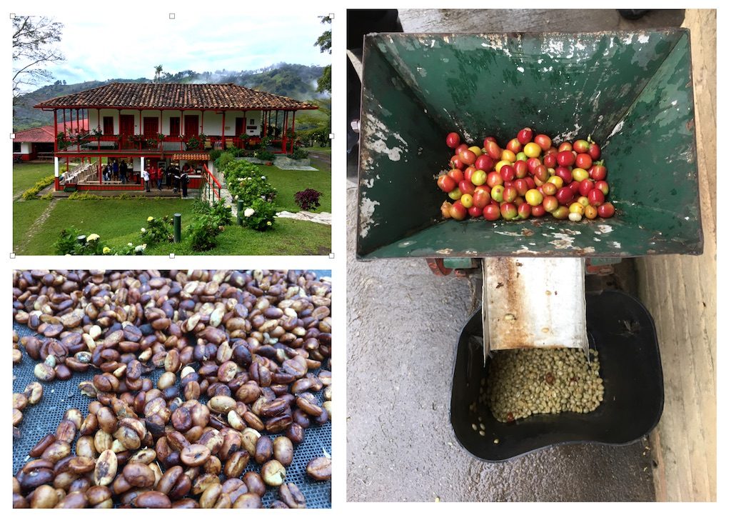 Taking the premium coffee tour at Ocaso is an essential activity in Salento