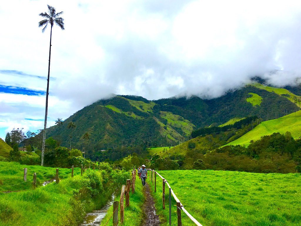 The start of the Cocora Valley trail goes through fairly flat, cow-filled pastures