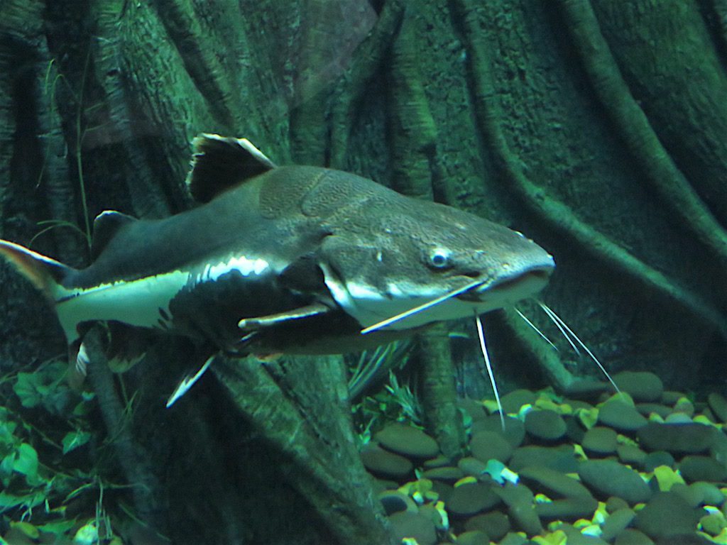 One of the fish in the largest tank