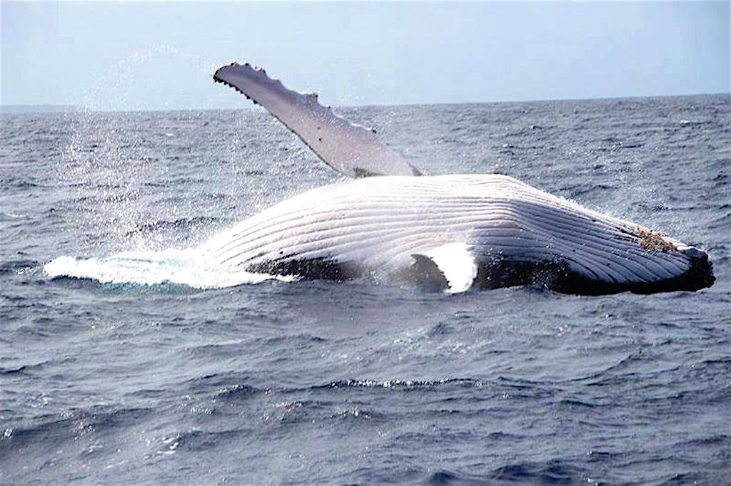 Pacific coast whale watching, photo by Guapi-Tecnologies