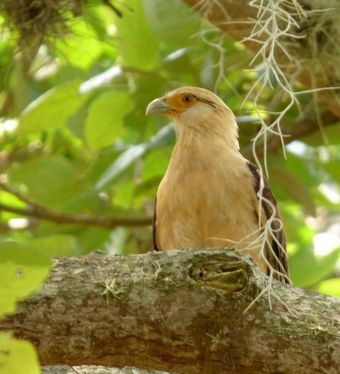 Top 12 Things to See and Do in San Jose del Guaviare