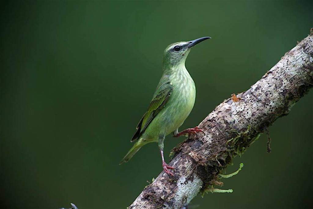 a madármegfigyelők paradicsoma madarak minden formában és színben, fotó jóvoltából Mama Orbe Eco Hostel