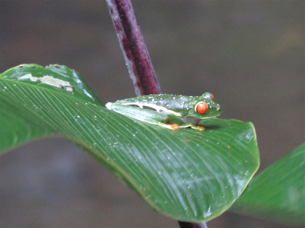  Grenouille à fléchettes empoisonnées, photo de Roisin Mulligan 