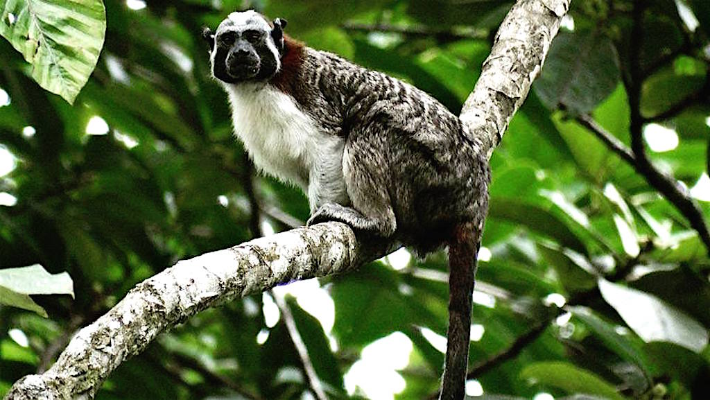 Macaco nas árvores acima, foto de cortesia da Mama Orbe Eco Hostel