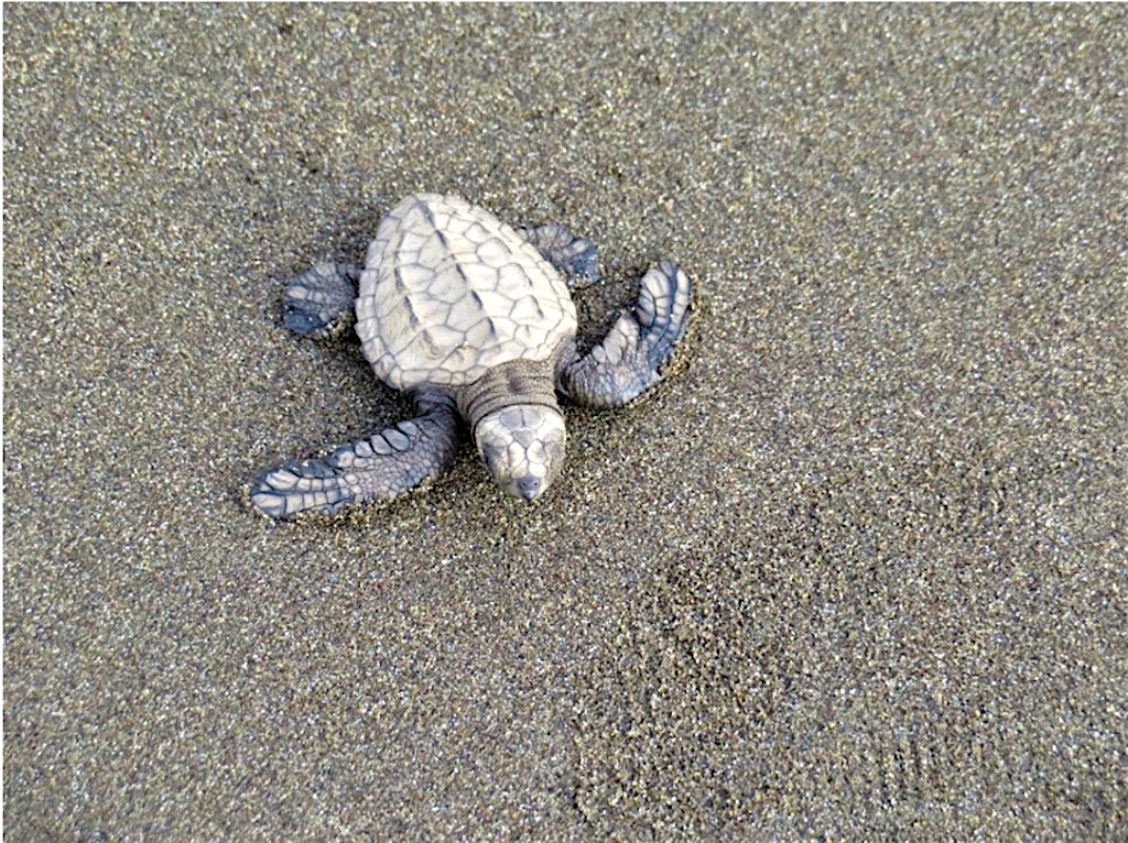 Tortuga del Pacífico, foto de Roisin Mulligan