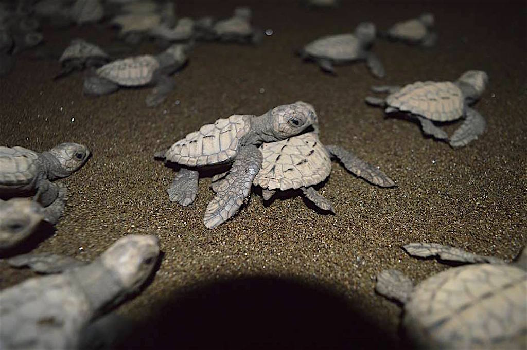 schildpadden vrijlaten, foto met dank aan Mama Orbe Eco Hostel