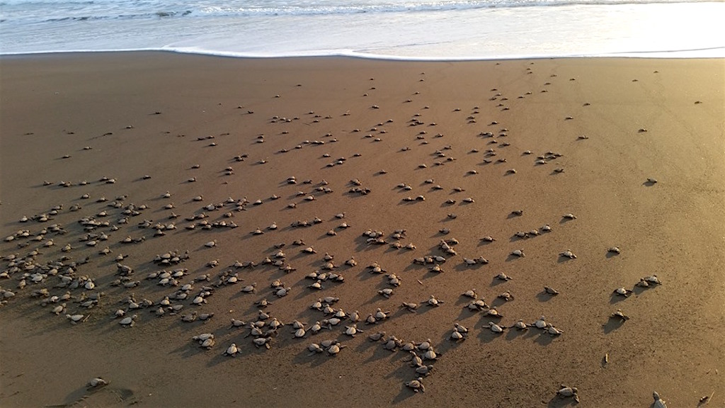 schildpadden vrijlaten, foto met dank aan Mama Orbe Eco Hostel 