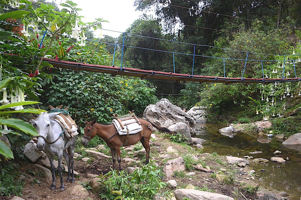 Two horses resting below a foot bridge over a narrow stream on the trail to Ciudad Perdida