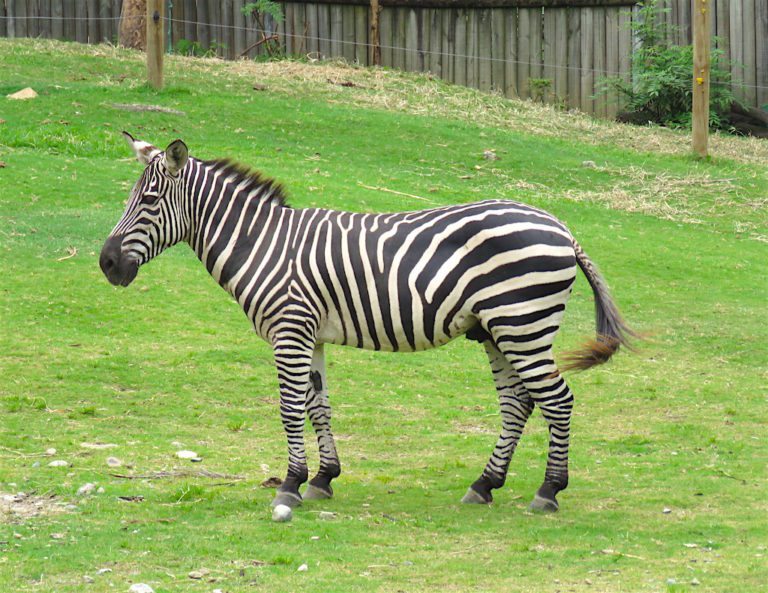Parque Zoológico Santa Fe A Guide to the Medellín Zoo