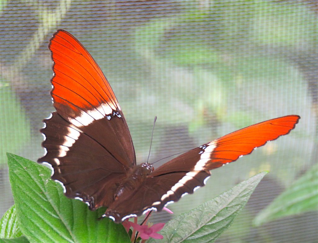 One of the many butterflies in the butterfly exhibit at the zoo