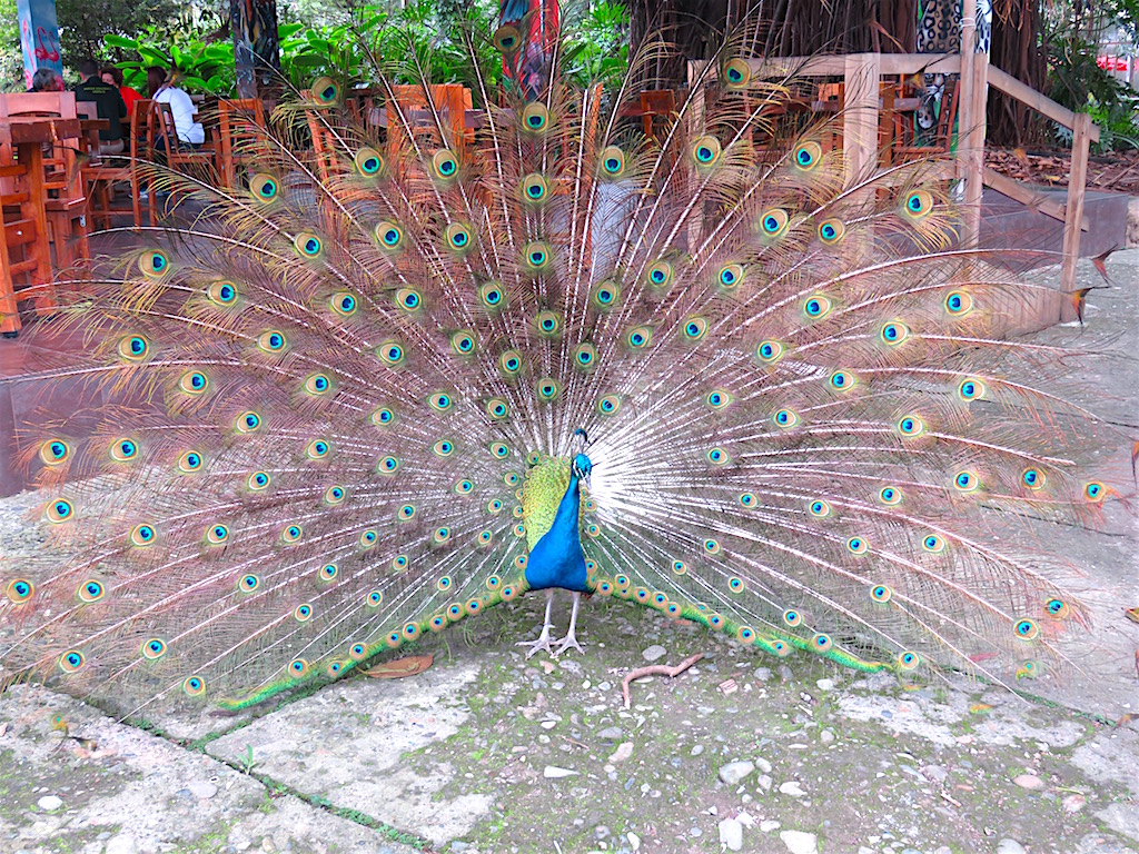 Parque Zoológico Santa Fe A Guide to the Medellín Zoo