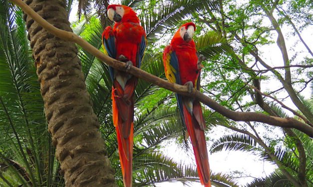 Parque Zoológico Santa Fe: A Guide to the Medellín Zoo