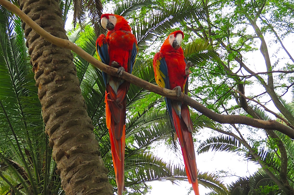 Scarlet Macaws at Zoológico Santa Fe in Medellín - Medellin Guru