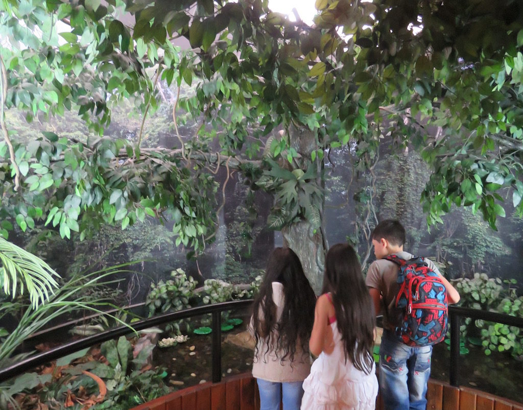 The forest - one of the ecosystem exhibits in Museo del Agua