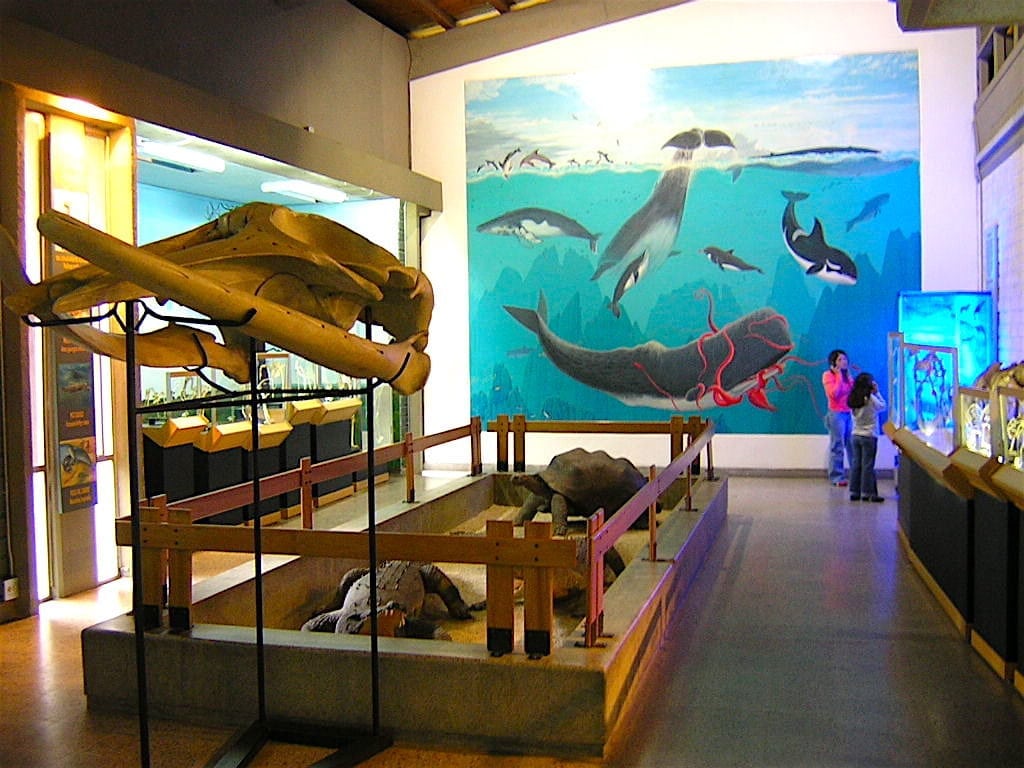 Additional natural sciences exhibits in the museum, photo by SajoR