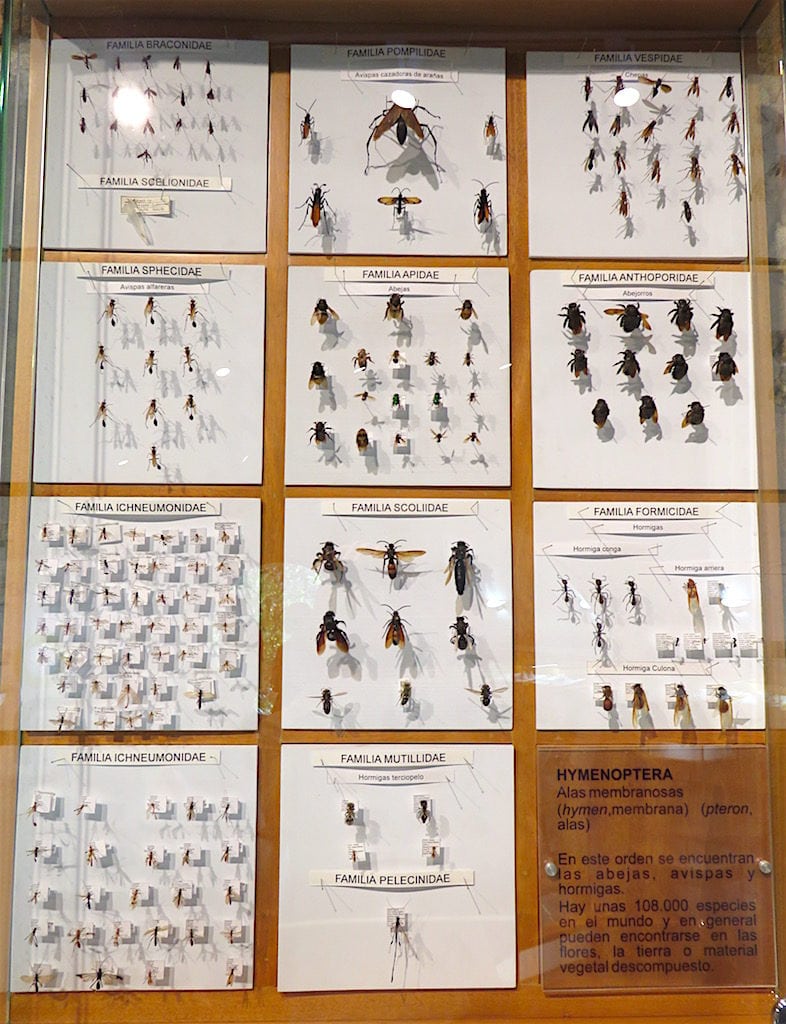Hymenopterans on display