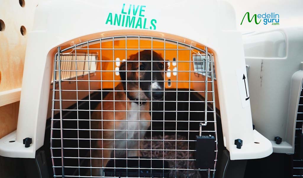 Avianca permits pets weighing up to 44 pounds (20 kilograms) in the hold for flights of less than 4 hours