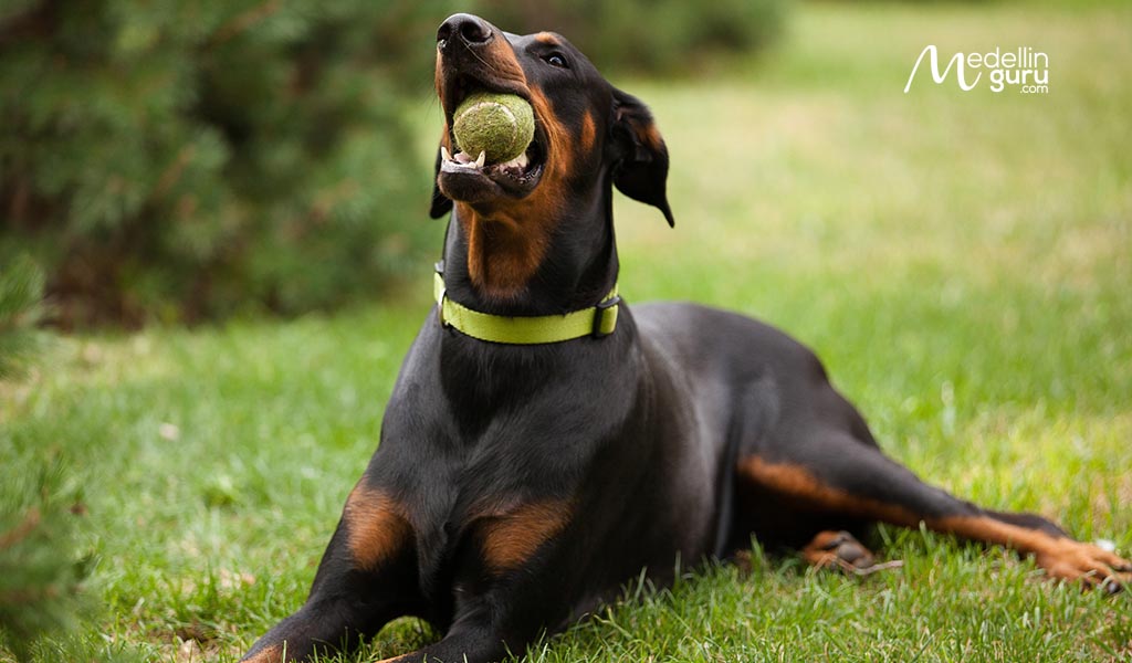 Doberman is another breed not permitted