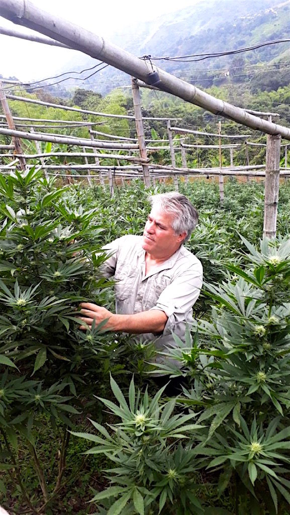 Colombia Cannabis Group is a vertically integrated group that operates within Colombia's Cannabis for Medical Purposes Regulations Law 1787, photo by Melaniev5