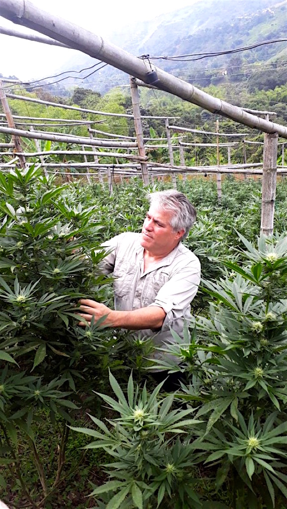 Colombia Cannabis A Guide to Recreational and Medical Cannabis Laws