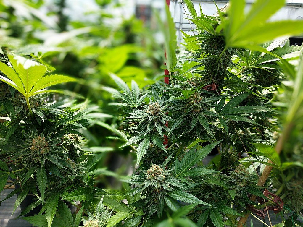 Marijuana plants, photo by Cannabis Tours