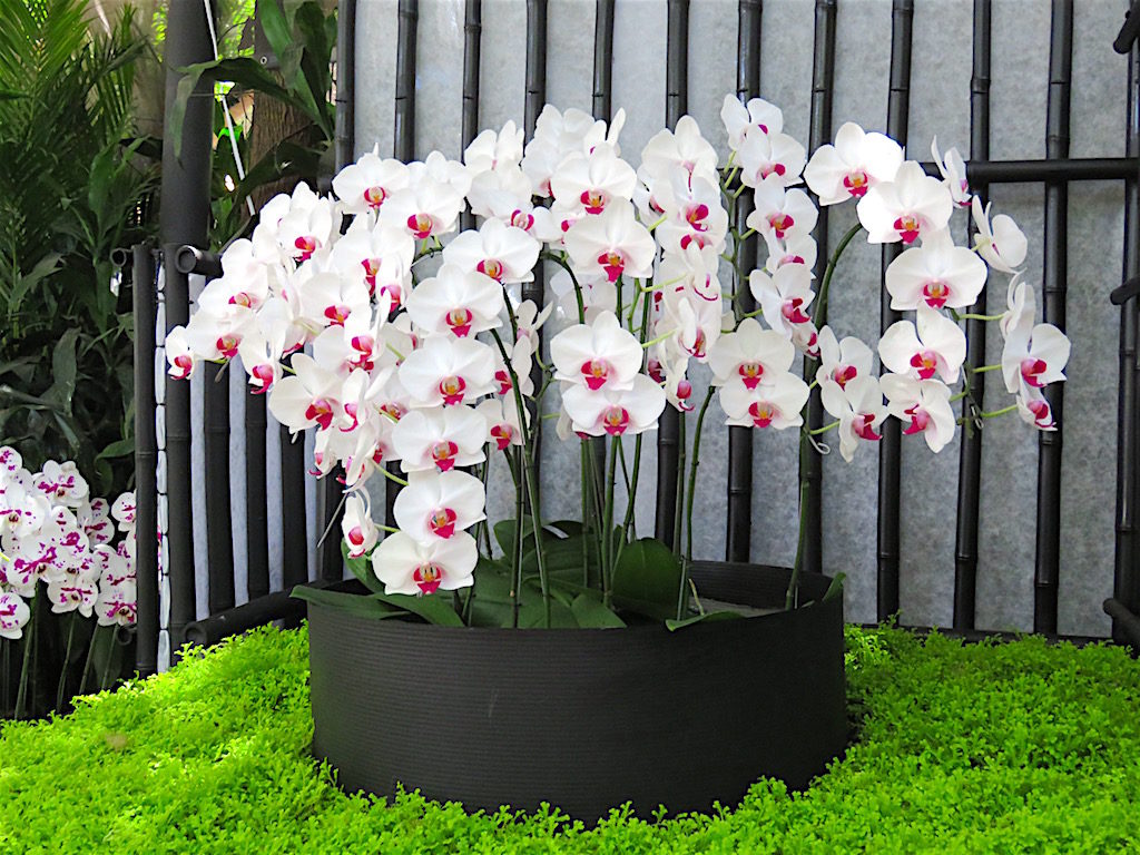 Orchids on display during Orquideas Flores y Artesanias