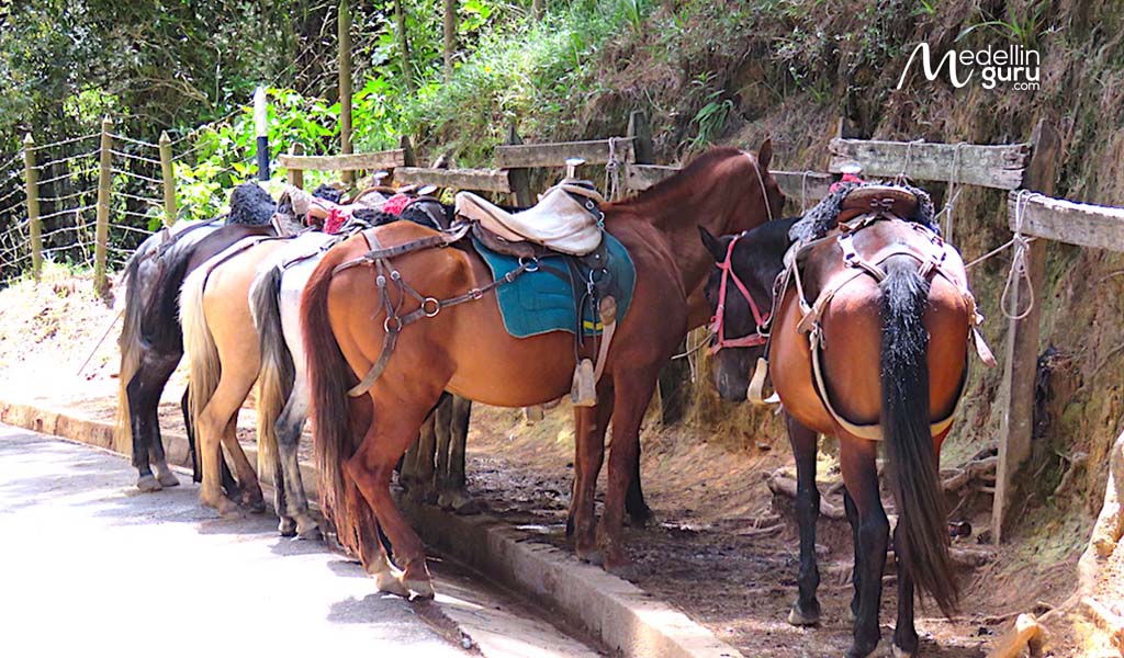 Horses available for rent at Parque Arví