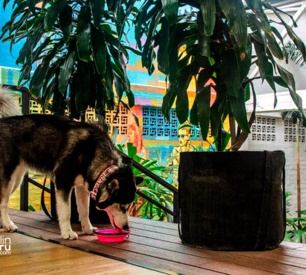 Noii Coworking is a pet-friendly place