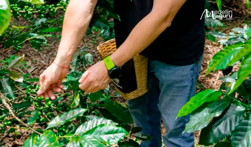 Learn how to pick green coffee cherries in a lush on a Colombian coffee farm
