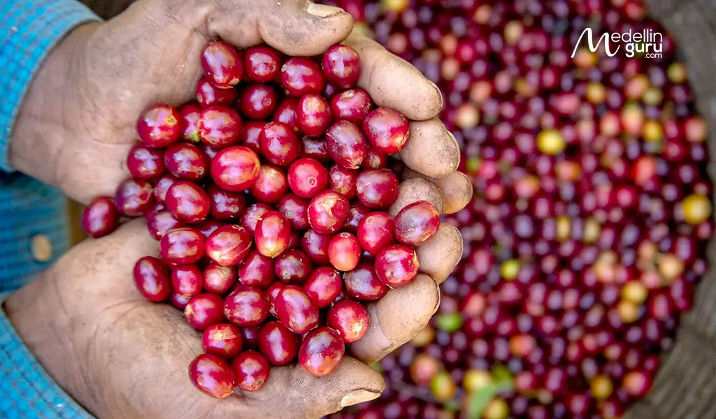 The experience of Colombia's rich coffee culture firsthand with red coffee cherries