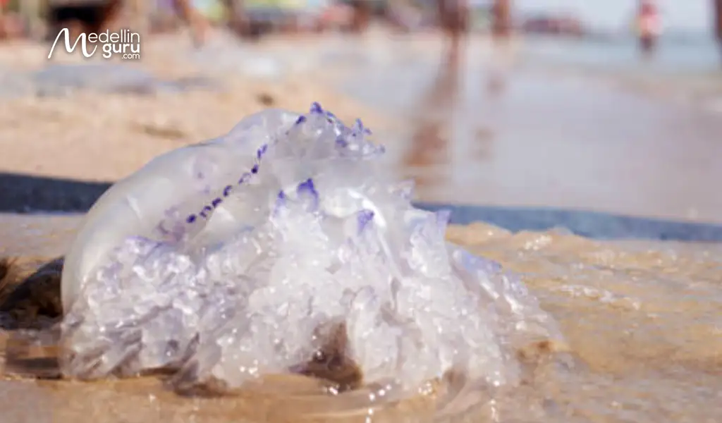 Close-up of jellyfish in Santa Marta waters, responsible for stings reported by beachgoers