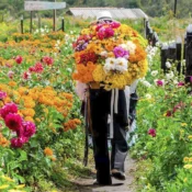 Fincas Silleteras (Silletera’s Farm)