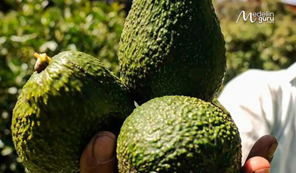 Fresh Hass avocados representing a 27.6% growth in exports from Colombia in the first half of 2025. Photo by Blu Radio