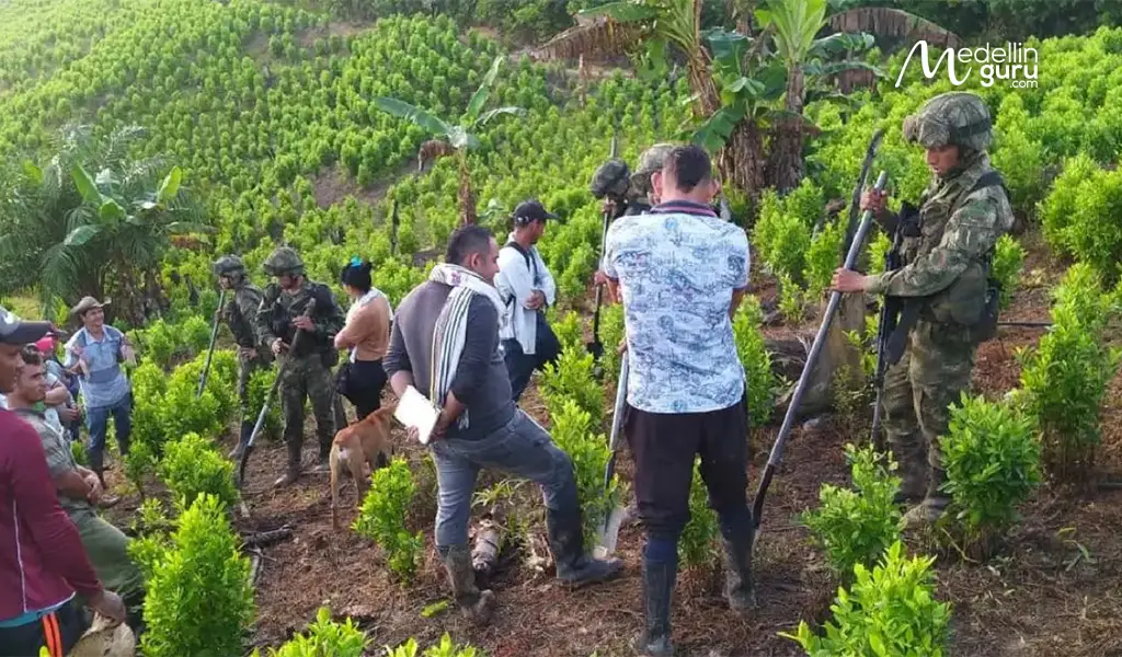Colombia's fight against drug trafficking is the key issue for the United States' decertification. Photo by CW+